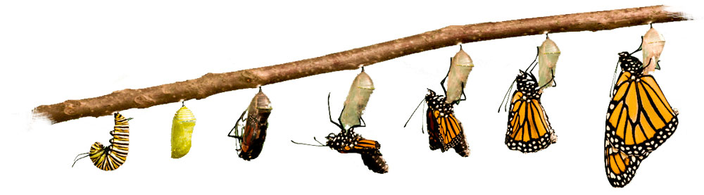 Kenya logo design process